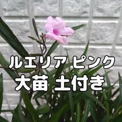 ルエリア ピンク 土付き 大苗 冬越しOKの画像