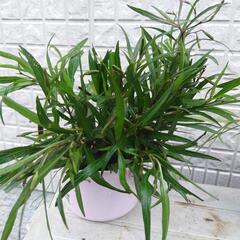 ルエリア ピンク 土付き 大苗 冬越しOKの画像