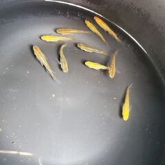 ベルサイユ  めだか メダカ𓆡♡.*5匹
