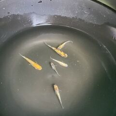 花魁  めだか メダカ𓆡♡.*3匹
