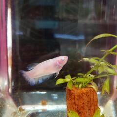 ③自家繁殖ベタ♀　熱帯魚