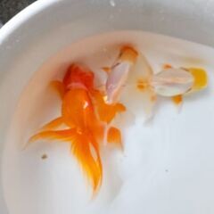 ｵﾗﾝﾀﾞｼｼｶﾞｼﾗ🐟