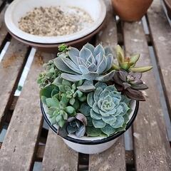 多肉植物　寄せ植え９種