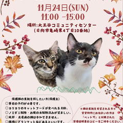 ねこの譲渡会（日向市）