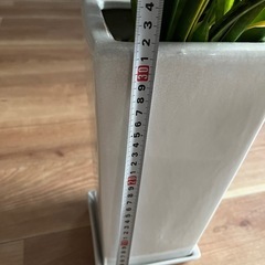 観葉植物　サンスベリア　鉢付き500円の画像