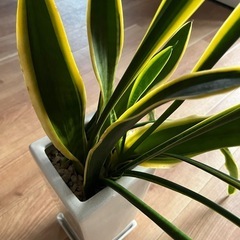 観葉植物　サンスベリア　鉢付き500円の画像