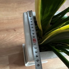 観葉植物　サンスベリア　鉢付き500円の画像
