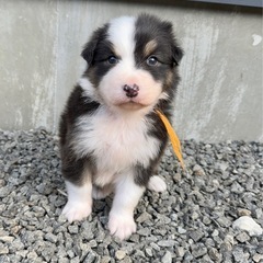 ☆急募☆犬舎スタッフ【多少の力仕事あり】