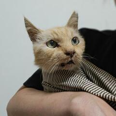 お外で弱っている所を保護しました。 − 大阪府