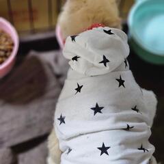 お外で弱っている所を保護しました。 - 猫