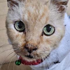 お外で弱っている所を保護しました。 - 大阪市