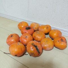 お話し中【かなり訳あり】柿