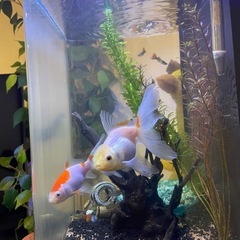 金魚
