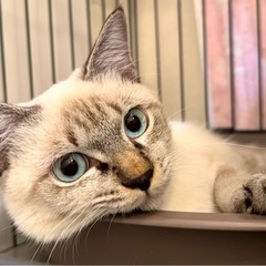 募集停止させてもらっています