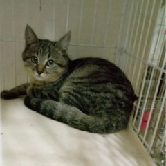 【シオちゃん3ヶ月女の子】仔猫の里親さん募集