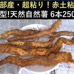 　黒部産・超粘り！赤土粘土の典型的天然自然薯 6本250g 