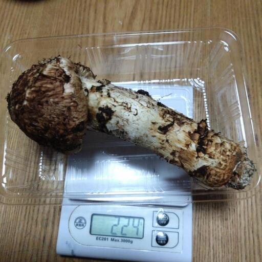 松茸　２２４グラム　１０月２９日採れ　特大