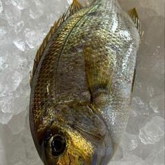 魚と物々交換しませんか?