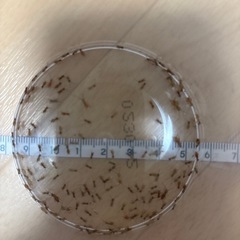 コオロギ 初令〜3S の画像