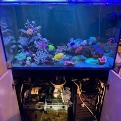 海水魚、サンゴ水槽の画像