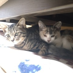 ✿里親募集✿ 