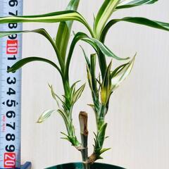 【観葉植物】ドラセナ・サンデリアーナ（3号スリット鉢つき）