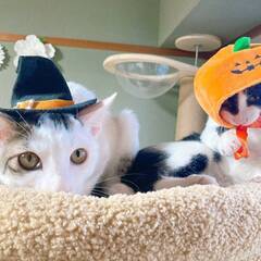 in春日井市☆子猫が沢山！保護猫をオウチに迎えよう☆2024年1...
