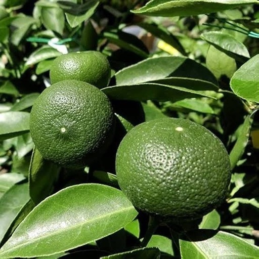 オーガニックすだち5kg（値下げOK）