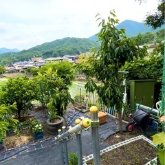 オーガニックすだち5kg（値下げOK）