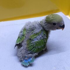 コザクラインコ　10月29日入荷