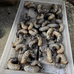 カブトムシの幼虫
