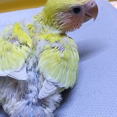 コザクラインコ色変り　