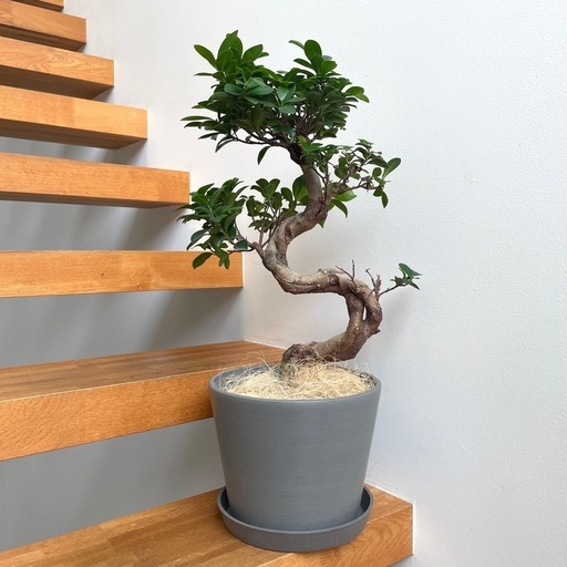 観葉植物 ガジュマル 63cm