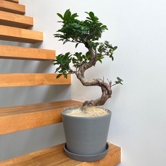 観葉植物 ガジュマル 63cm