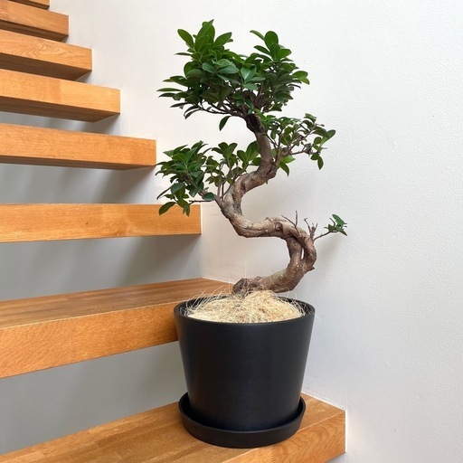 観葉植物 ガジュマル 63cm