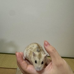 ジャンガリアンハムスター