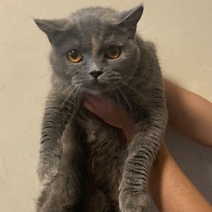 ブリティッシュ(雌)おしとやかな女の子🐈