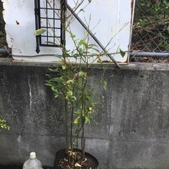 クロモジ１２０センチ