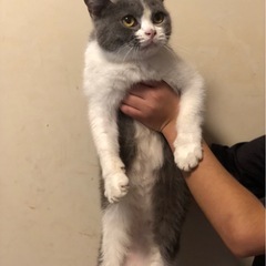 ブリティッシュ(雌)人見知りだけどかまってちゃんな女の子🐈