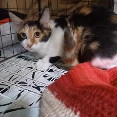 猫保護しました