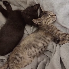 🌸🐈キジの小さい仔猫さん🐈🌸トライアル中 - 猫