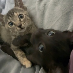 🌸🐈キジの小さい仔猫さん🐈🌸トライアル中 - 大分市