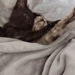 🌸🐈キジの小さい仔猫さん🐈🌸トライアル中 - 里親募集