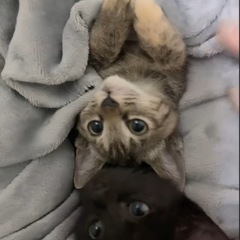 🌸🐈キジの小さい仔猫さん🐈🌸トライアル中 − 大分県