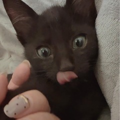 ⚽️🐈‍⬛黒猫アトムくん🐈‍⬛⚽️トライアル中 - 猫