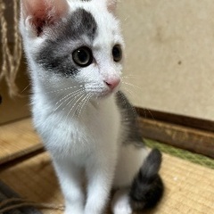 ハンサムボーイ