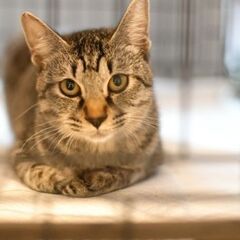 譲渡会参加　キジ猫くん