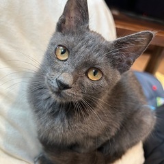 900g珍しいグレーのメス猫ちゃん