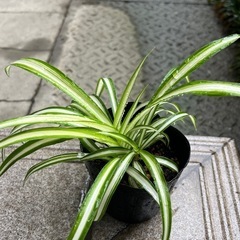 オリズルラン