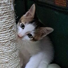里親様決定しました！ありがとうございます😸 - 郡山市